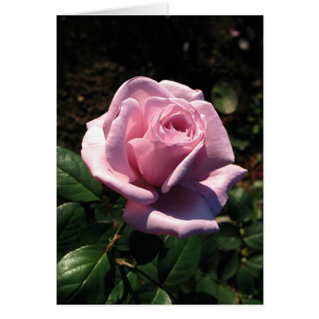 Születésnapot (Frente)