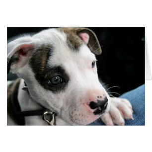 T-Hueso del pitbull del perrito