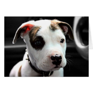 T-Hueso del pitbull del perrito