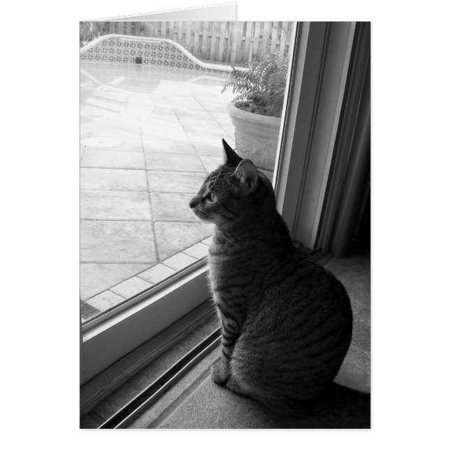 Tabby (Frente)