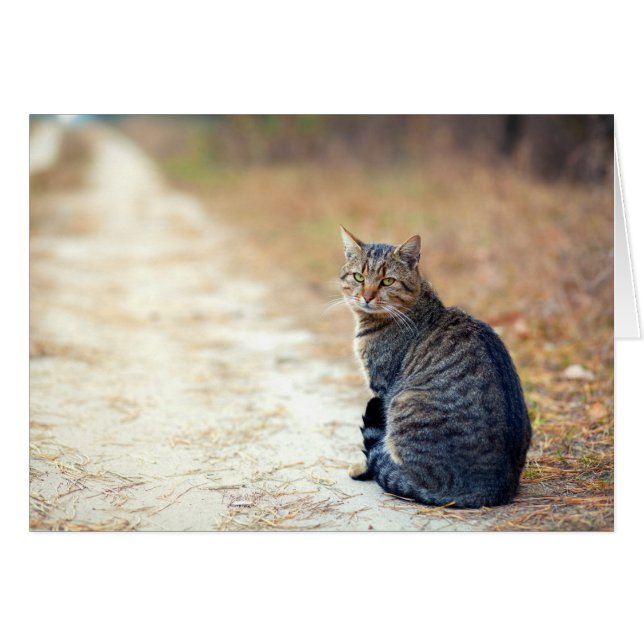 Tabby Autumn Path (Anverso (Horizontal))