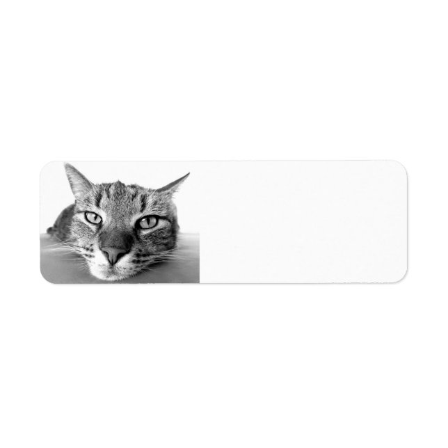 Tabby cat, devolver etiquetas de dirección (Frente)