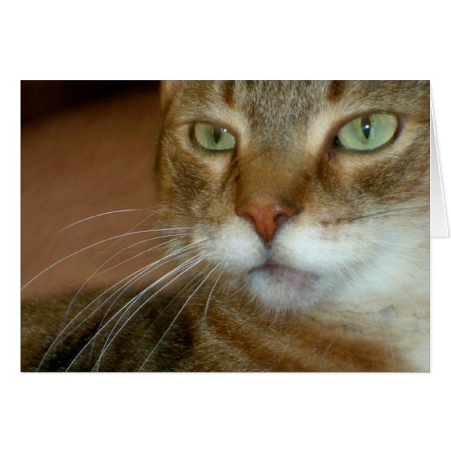 Tabby Cat Love (Anverso (Horizontal))