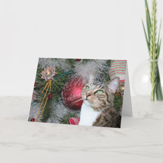 Tabby de Brown con el navidad blanco (Anverso)