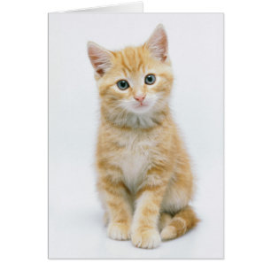 Tabby del naranja dulce
