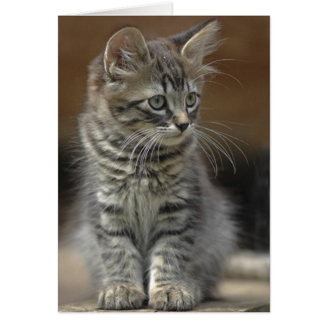 Tabby Kitten (Frente)