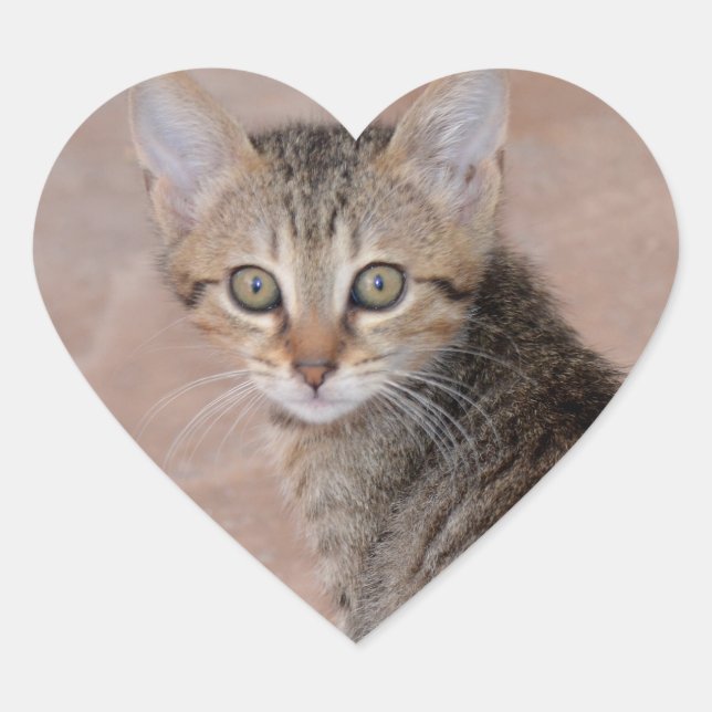 Tabby Kitten Love Heart Pegatinas (Anverso)