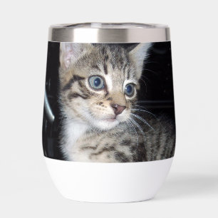 Tabby Kitten malicioso,