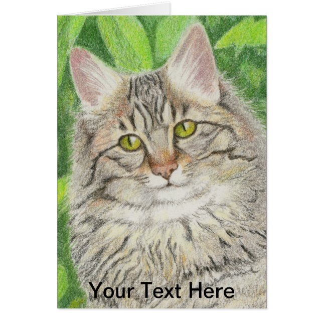 Tabby Longhair (Frente)