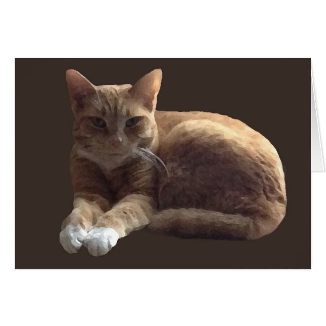 tabby naranja con gato blanco (Anverso (Horizontal))