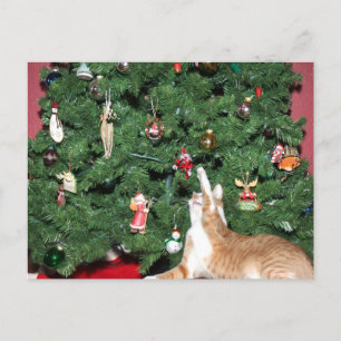 Tabby y árbol de Navidad