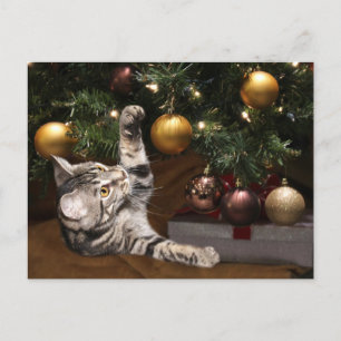 Tabby y árbol de Navidad