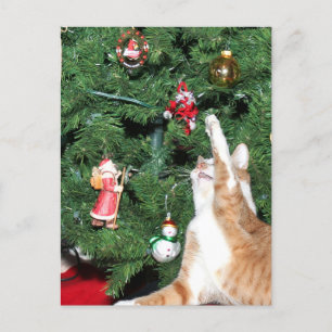 Tabby y árbol de Navidad