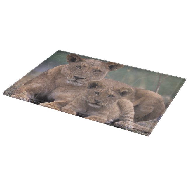 Tabla De Cortar África, Botsuana, Delta del Okavango. Leones (Borde)