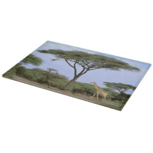 Tabla De Cortar África, Botsuana, Delta del Okavango. Meridional