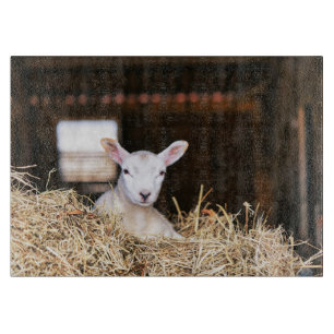 Tabla De Cortar Animales de bebé más afectados Cordero recién na