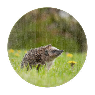 Tabla De Cortar Animales de bebé más afectados Erizo europeo