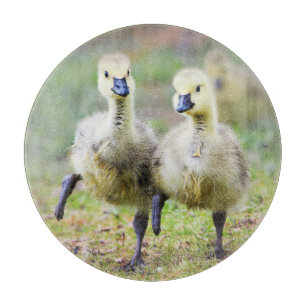 Tabla De Cortar Animales de bebé más afectados   Goslings Canadien