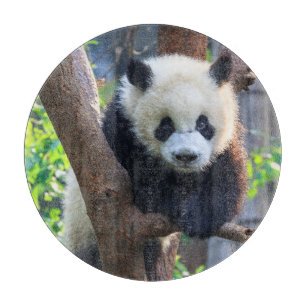Tabla De Cortar Animales de bebé más afectados   Panda Cub gigante