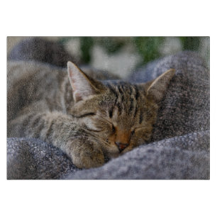 Tabla De Cortar Animales de bebé más afectados   Tabby Kitten Slee