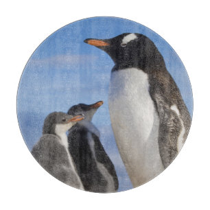 Tabla De Cortar Antártida, Neko Cove (Puerto). Pingüino de Gentoo 
