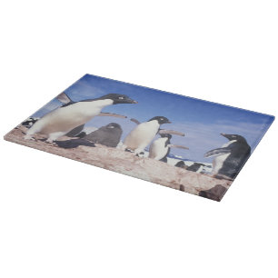Tabla De Cortar Antártida, Pingüino Adelie Pygoscelis