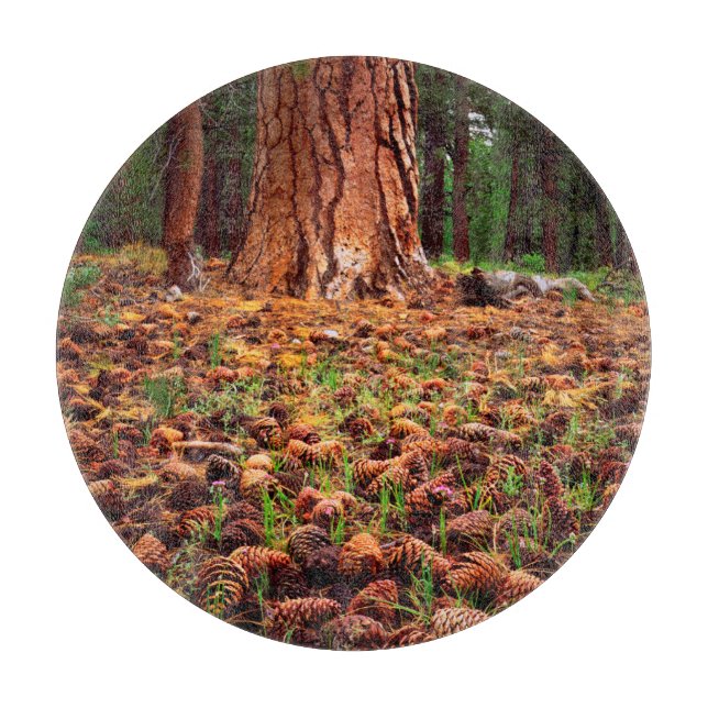 Tabla De Cortar Árbol Ponderosa de crecimiento antiguo con conos d (Anverso)