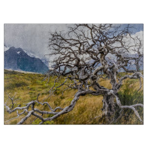 Tabla De Cortar Árbol quemado, Torres del Paine, Chile