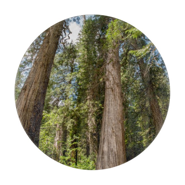 Tabla De Cortar Árboles del Cedro Rojo Occidental (Anverso)