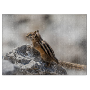 Tabla De Cortar Ardilla Listada Viva – Fotografía de la Naturaleza