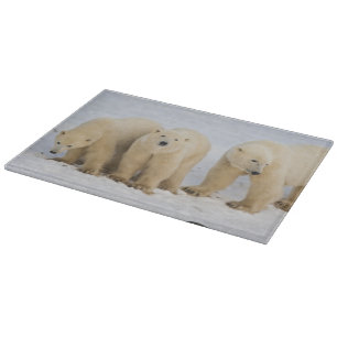 Tabla De Cortar Canadá, Bahía de Hudson. Osa polar con dos