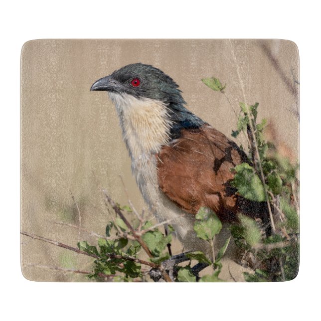 Tabla De Cortar Coucal de Burchell (Anverso)