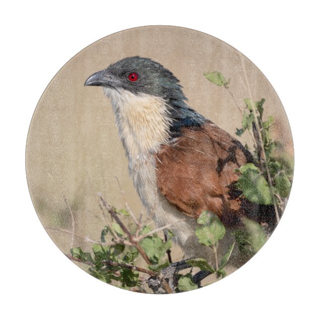 Tabla De Cortar Coucal de Burchell (Anverso)