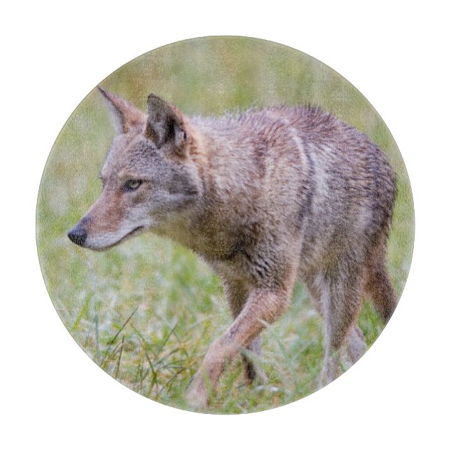 Tabla De Cortar Coyote en campo, Cades Cove (Anverso)
