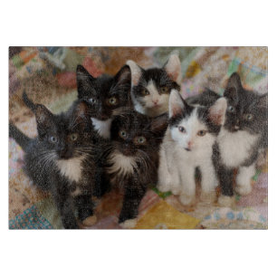 Tabla De Cortar Cutest Baby Animals   Black & White Kittens