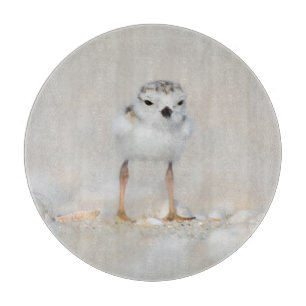 Tabla De Cortar Cutest Baby Animals   Piping Plover Chick