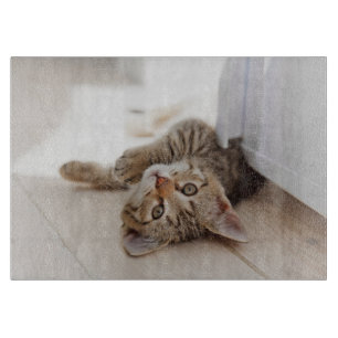 Tabla De Cortar Cutest Baby Animals Shorthair Tabby Kitten