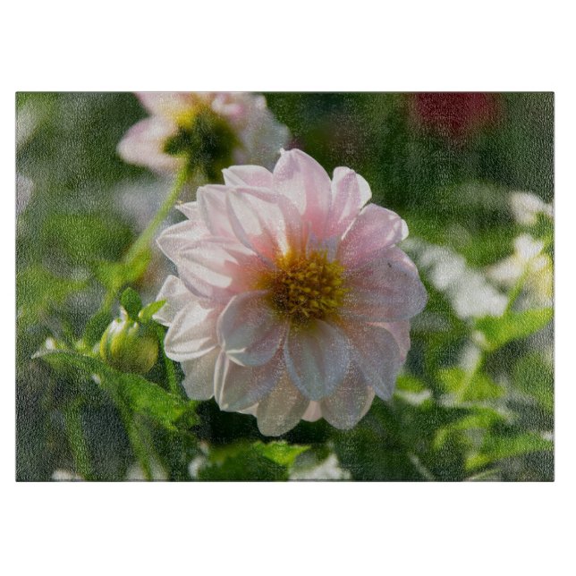 Tabla De Cortar Dahlia blanca en la foto del jardín (Anverso)