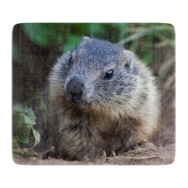 Tabla de cortar de bebé marmota curiosa (Anverso)