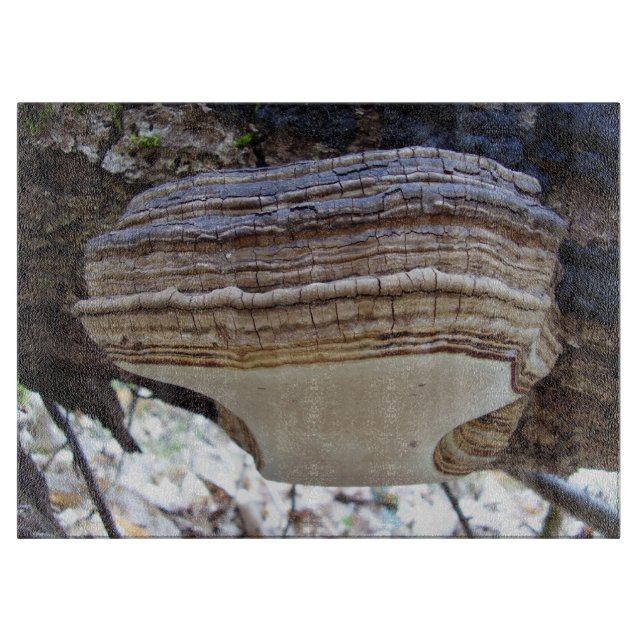 Tabla de cortar de vidrio de hongo Phellinus ignia (Anverso)