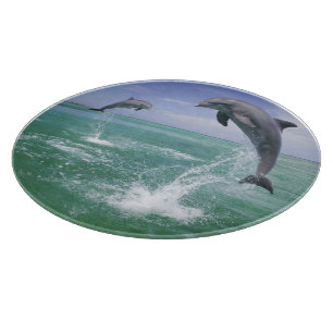Tabla De Cortar Dolphins Bottlenose Tursiops truncatus