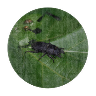 Tabla De Cortar Dorcus parallelipipedus , el escarabajo de menor t