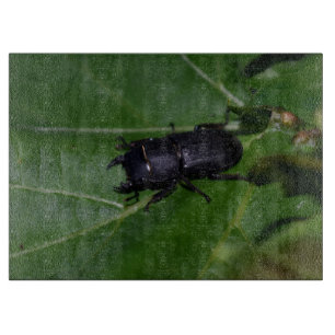 Tabla De Cortar Dorcus parallelipipedus , el escarabajo de menor t