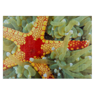 Tabla De Cortar Estrella de mar roja y amarilla