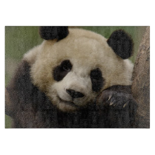 Tabla De Cortar Familia del panda gigante (Ailuropoda melanoleuca)