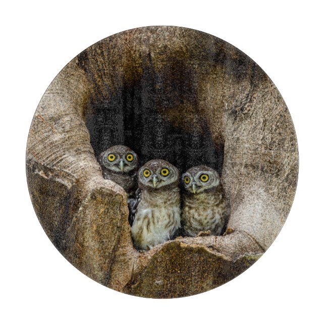 Tabla De Cortar Forests | Three Owls Looking (Anverso)