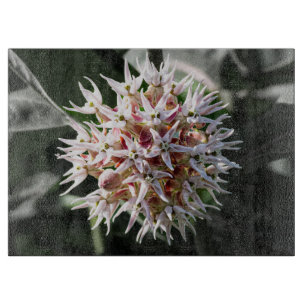 Tabla De Cortar Foto de flor silvestre delicada, algodoncillo vist