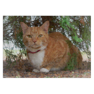 Tabla De Cortar Gato atigrado naranja doméstico con jengibre