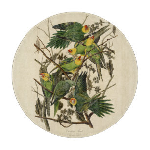 Tabla De Cortar Ilustracion Audubon Carolina Parrot Bird