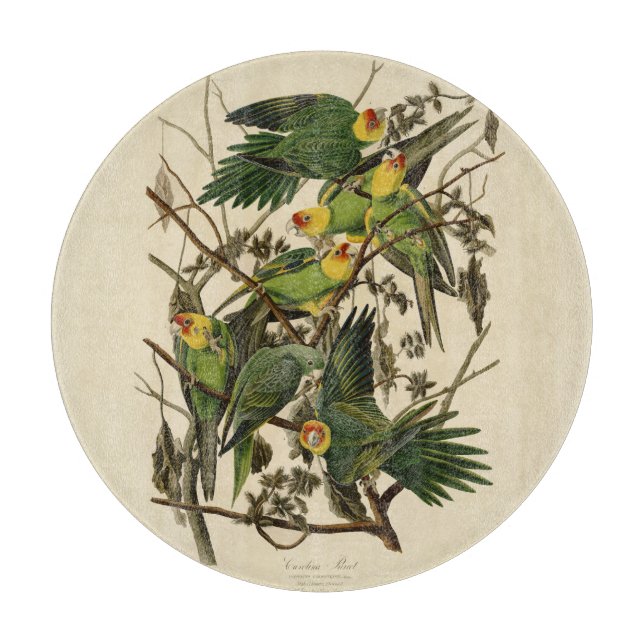 Tabla De Cortar Ilustracion Audubon Carolina Parrot Bird (Anverso)
